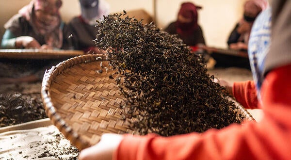 Processing Tea Leaves