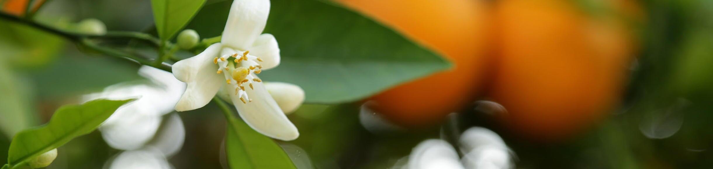 Orange blossom