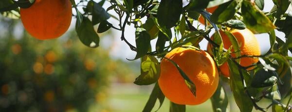 Orange tree