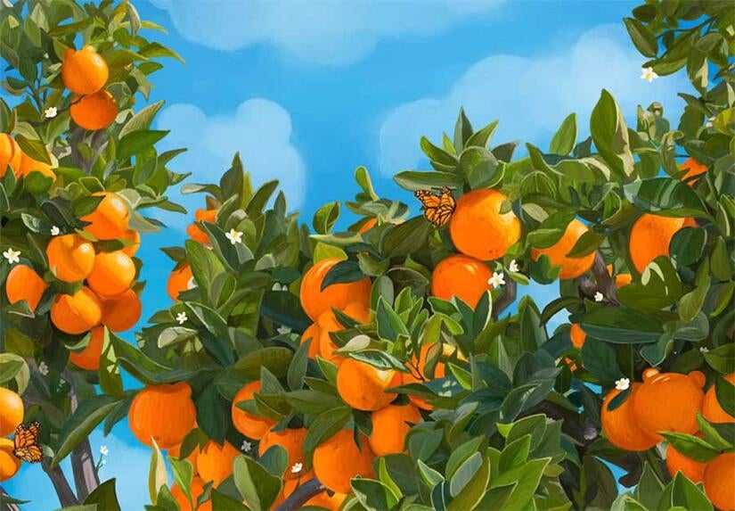 UCR R'Card contest winner 2026, orange trees on campus